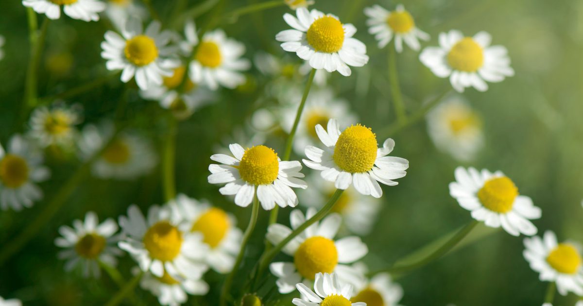 سخن خوش، کلمه‌ای چند؟